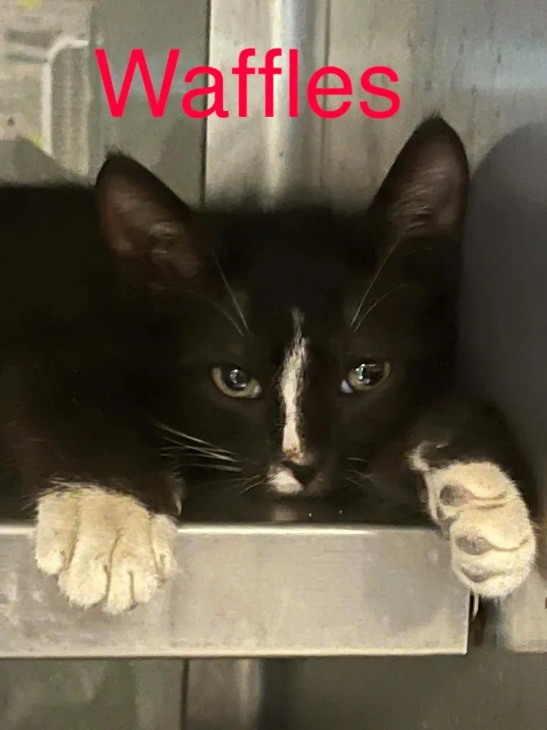 A baby small-sized male Domestic Short Hair cat named Waffles for adoption in Princeton, IN