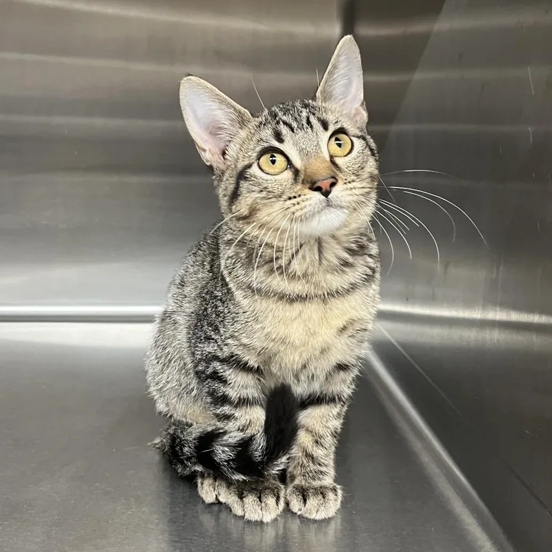 A baby small-sized female Black Domestic Short Hair cat named Liv for adoption in Pauls Valley, OK