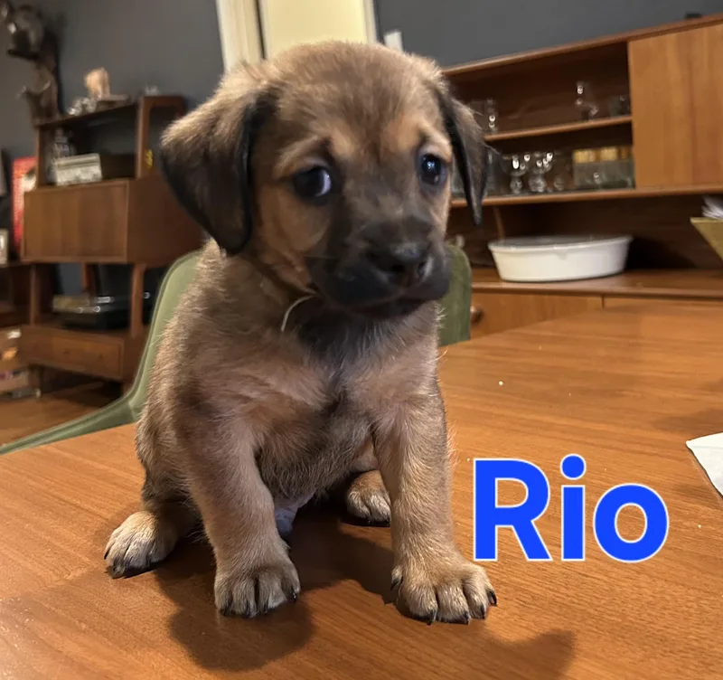 Rio