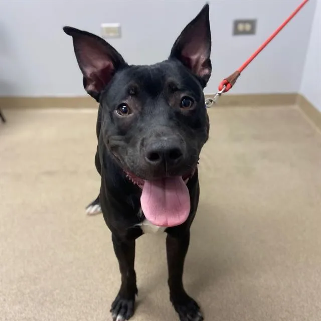 A young medium-sized male American Staffordshire Terrier dog named Baxter for adoption in Aurora, CO