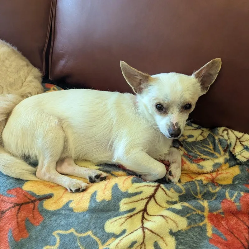 An adult small-sized male White / Cream Chihuahua dog named Cb for adoption in Rochester, MN