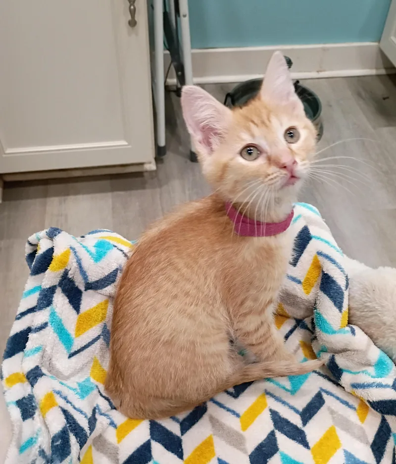 A baby medium-sized female Tabby (Orange / Red) Domestic Short Hair cat named Fanta super snuggly for adoption in Hendersonville, TN