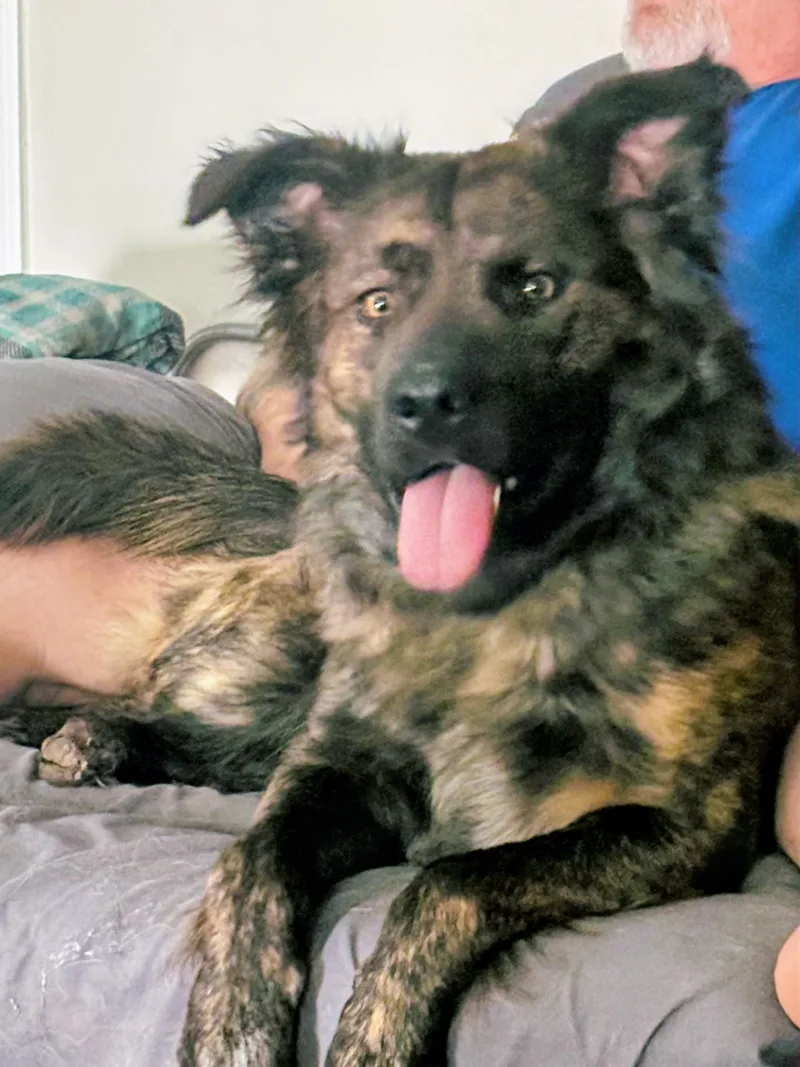 A young medium-sized male Brindle German Shepherd Dog dog named Nico for adoption in Cave Creek, AZ