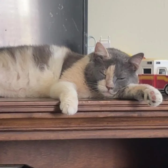 A young medium-sized male Dilute Calico Domestic Long Hair cat named Finn for adoption in Liverpool, TX