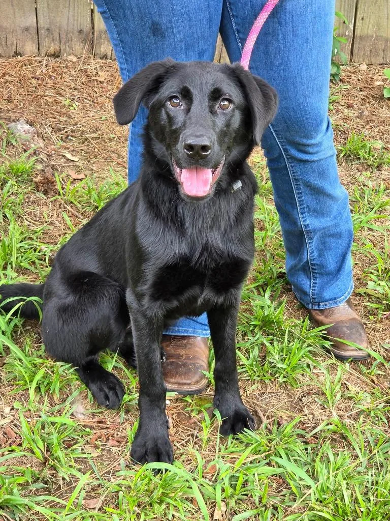 A baby medium-sized female Labrador Retriever dog named Hallie for adoption in North Syracuse, NY