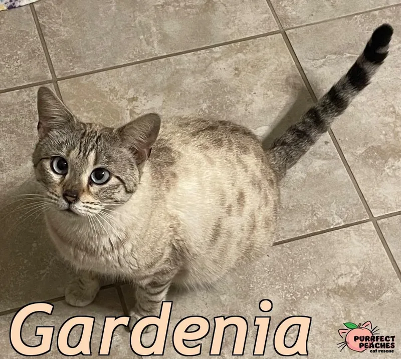 Gardenia thumbnail 2