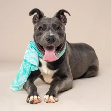 An adult medium-sized male Pit Bull Terrier dog named Baker for adoption in Atlanta, GA