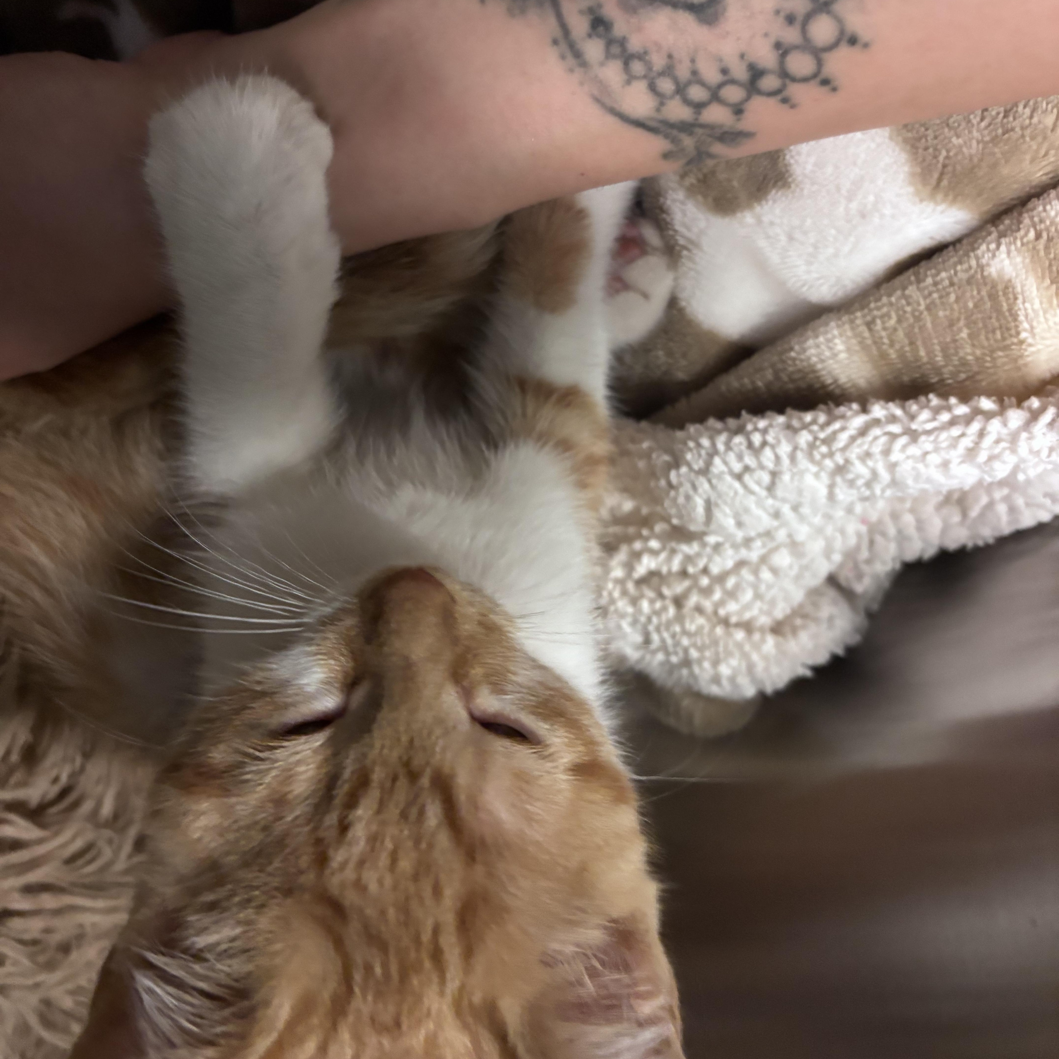 A baby medium-sized female Orange / Red Domestic Short Hair cat named Firefly for adoption in Salisbury, NC
