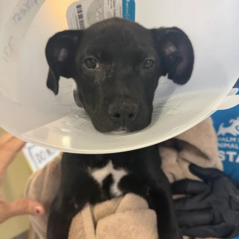 A baby medium-sized male Black Mixed Breed dog named August for adoption in Palm Springs, CA