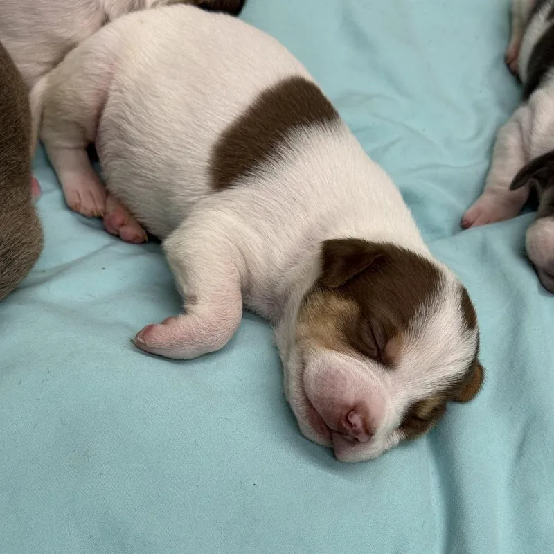 A baby small-sized male White / Cream Pit Bull Terrier dog named Ranger Hayes for adoption in Durango, CO