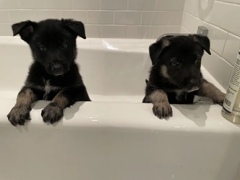 Hot Pups   thumbnail 3