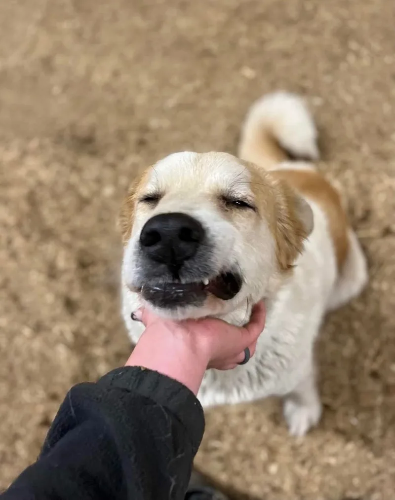 Fluffy & Poe thumbnail 2