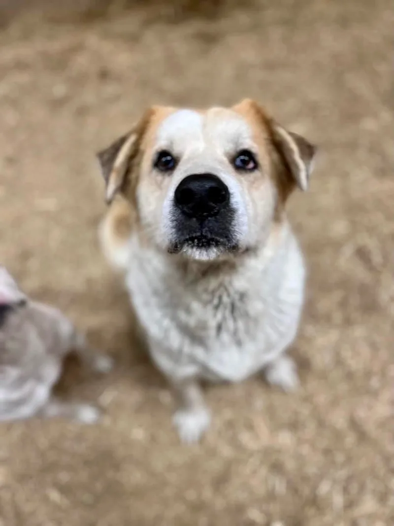 Fluffy & Poe thumbnail 3