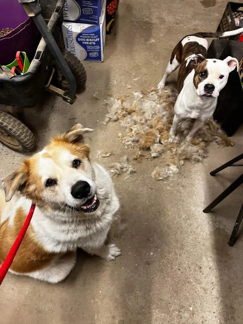 Fluffy & Poe thumbnail 5