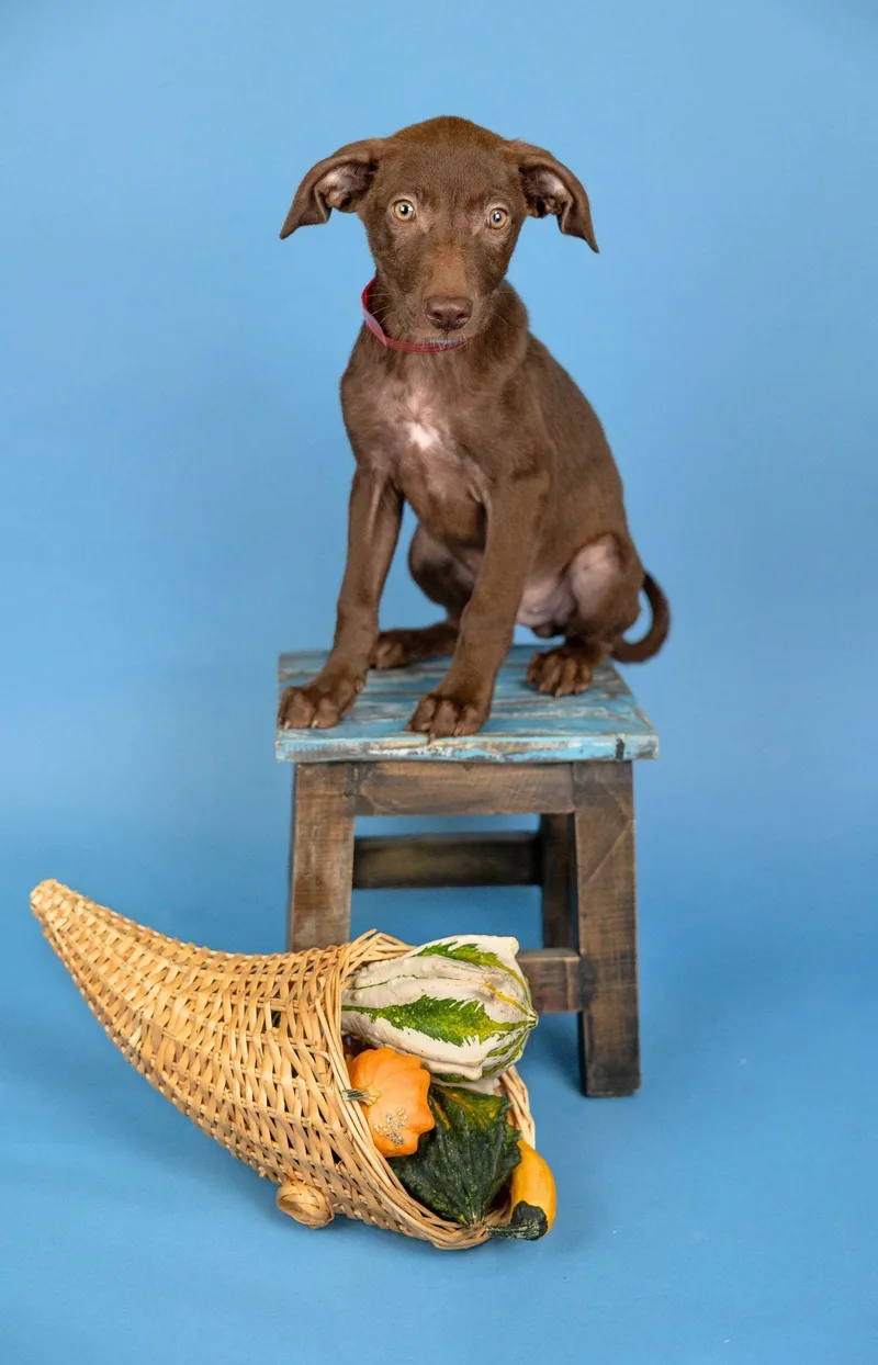 A baby medium-sized male Labrador Retriever dog named 825-26 for adoption in Brighton, CO