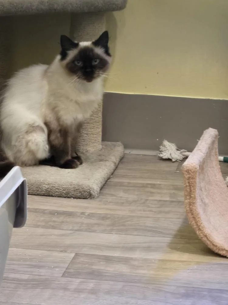 A young medium-sized female Domestic Medium Hair cat named Tinkerbell for adoption in Vancouver, WA