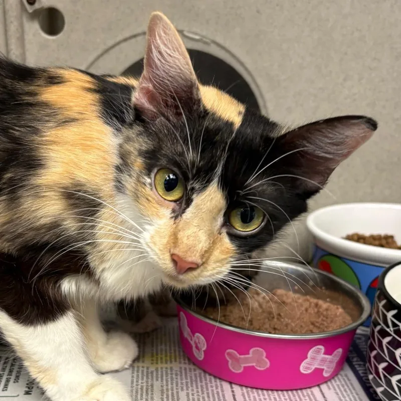 A young medium-sized female Calico Domestic Short Hair cat named Cat Woman for adoption in San Antonio, TX