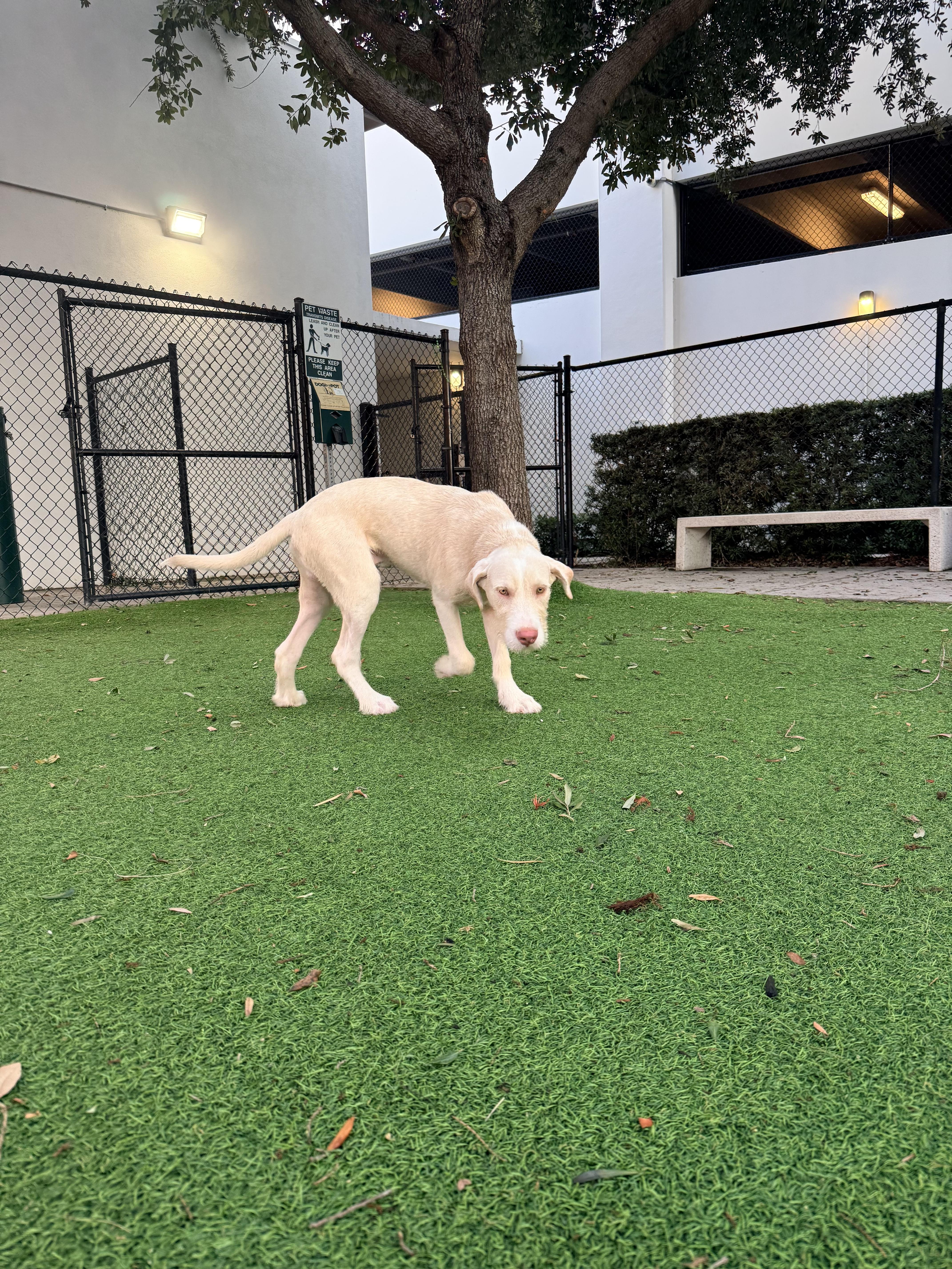 A baby medium-sized male Irish Wolfhound dog named Garth for adoption in tampa, FL