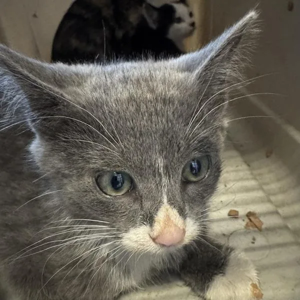 A baby small-sized male Domestic Short Hair cat named Tom for adoption in Des Moines, IA