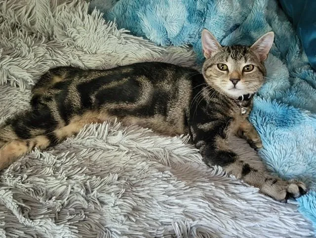 A baby small-sized female Domestic Short Hair cat named Karli for adoption in Westminster, MD