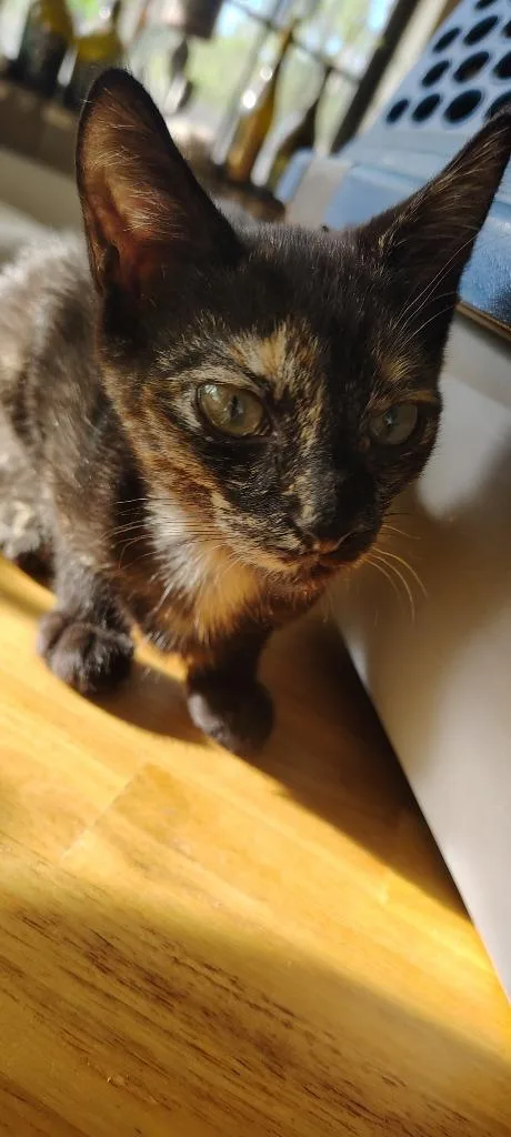 A baby small-sized female Domestic Short Hair cat named Curious Georgina 'CG' for adoption in Labelle, FL