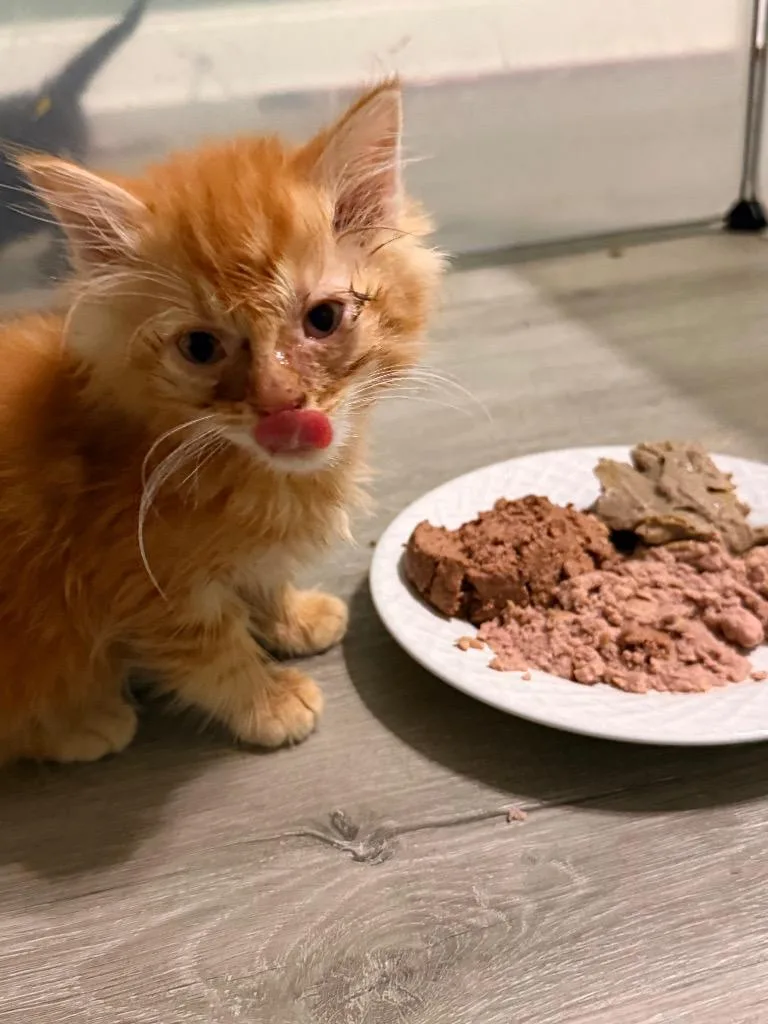 A baby small-sized male Domestic Medium Hair cat named Eugene for adoption in Newnan, GA