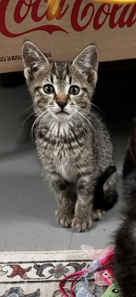 A baby small-sized male Domestic Short Hair cat named Trout for adoption in Ferndale, MI