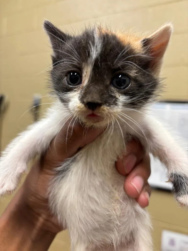 Bowie