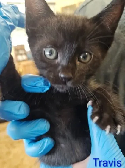 A young medium-sized male Domestic Short Hair cat named Travis for adoption in Kansas City, MO