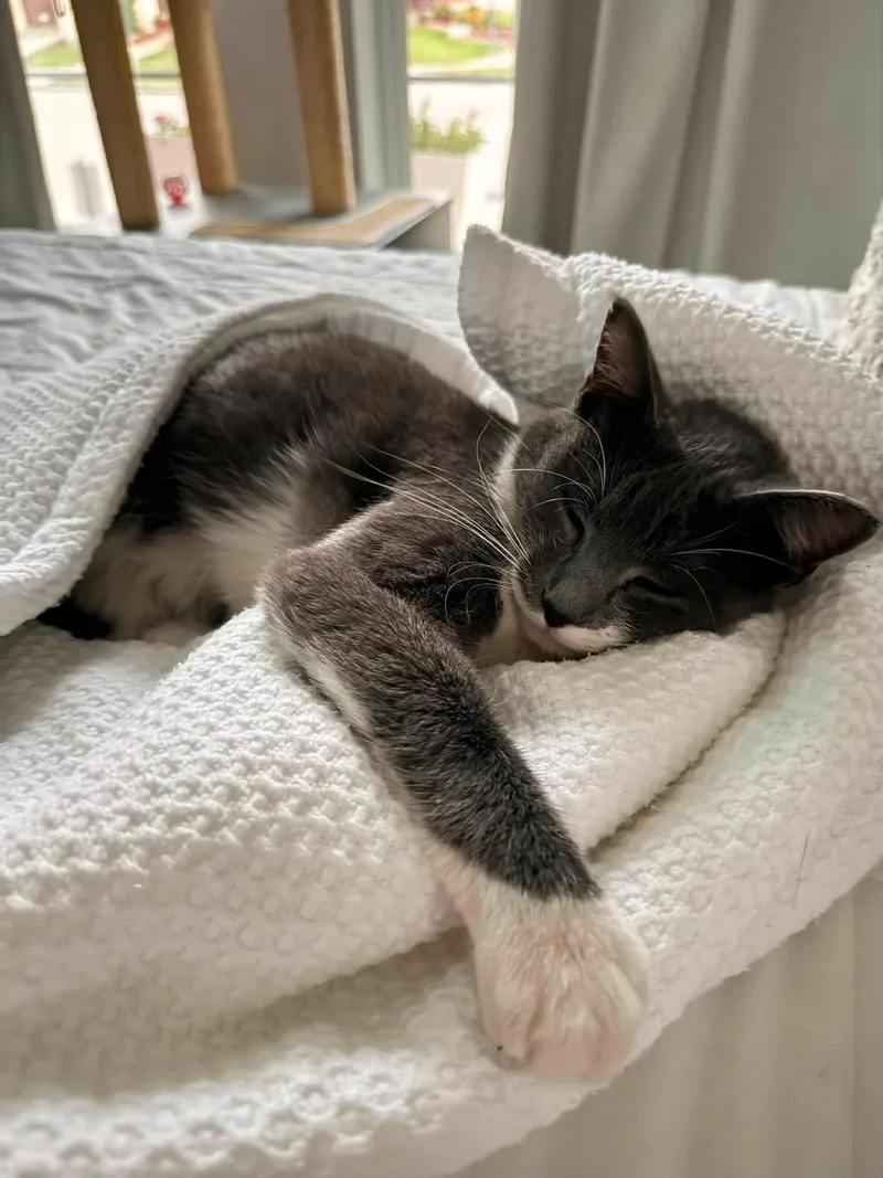 A young large-sized female Gray & White American Shorthair cat named Lexus for adoption in Frisco, TX