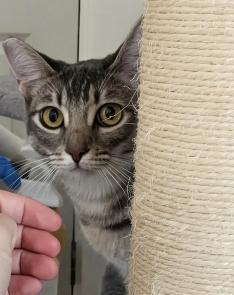 A young medium-sized male Brown / Chocolate Domestic Short Hair cat named Tanaka for adoption in La Jolla, CA