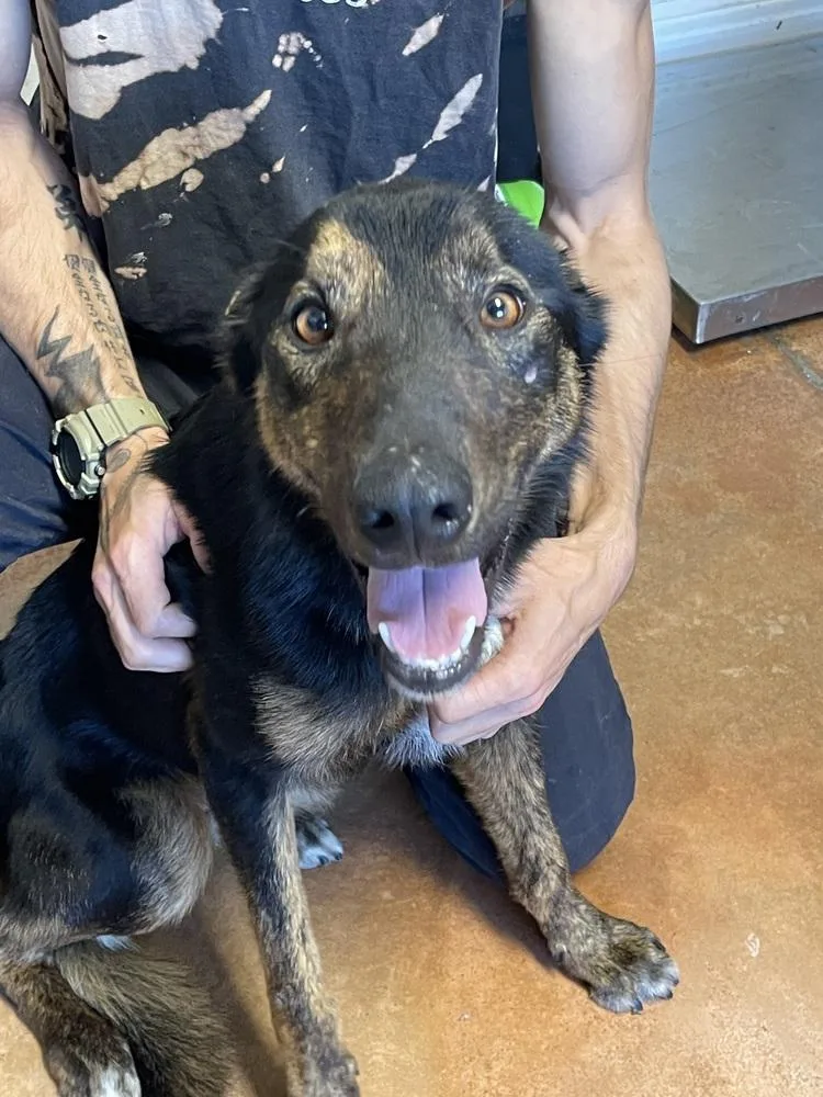 Buddy Boy thumbnail 2