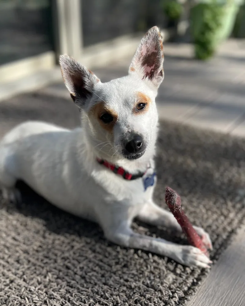 An adult small-sized male White / Cream Chihuahua dog named Otter for adoption in Frisco, TX