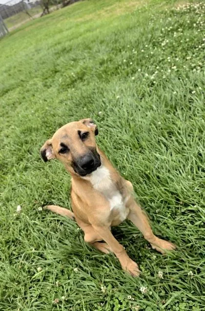 An adult medium-sized male Mixed Breed dog named Tiny Diamond for adoption in Houston, TX