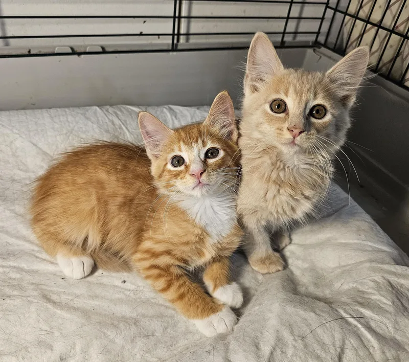 Pancake and Waffle