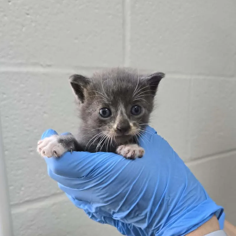 A baby small-sized male Gray / Blue / Silver Domestic Short Hair cat named Jasper for adoption in Harrisonburg, VA