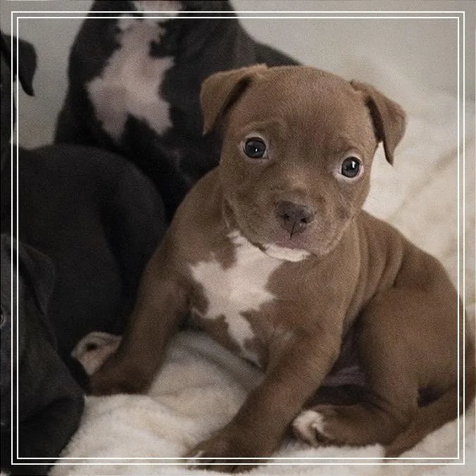 A baby large-sized male Brown / Chocolate Pit Bull Terrier dog named Brutus for adoption in Monroe, MI