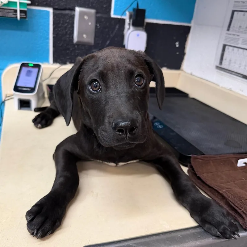 A baby small-sized male Black Pit Bull Terrier dog named Jack for adoption in Ardmore, OK