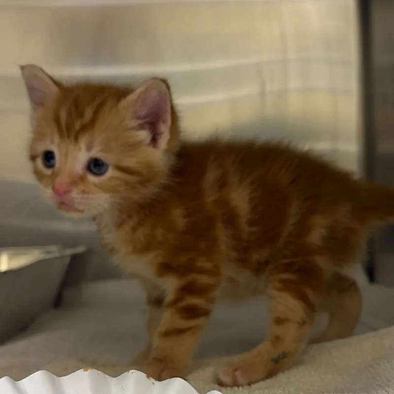 A baby small-sized female Orange / Red Domestic Short Hair cat named Andrea Bocelli for adoption in Asheville, NC