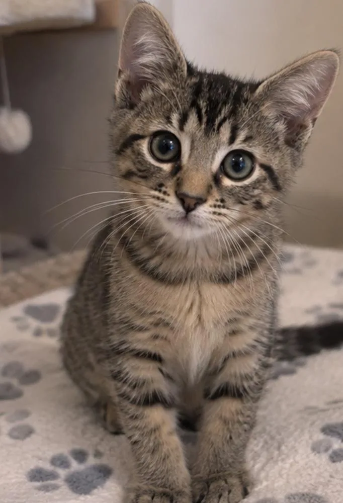 A baby small-sized female Brown / Chocolate Domestic Short Hair cat named Bella for adoption in Hudson, NH
