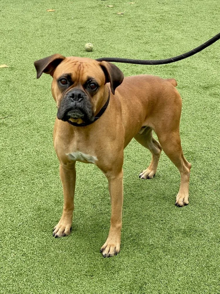An adult medium-sized male Yellow / Tan / Blond / Fawn Boxer dog named Paz for adoption in Hewitt, TX
