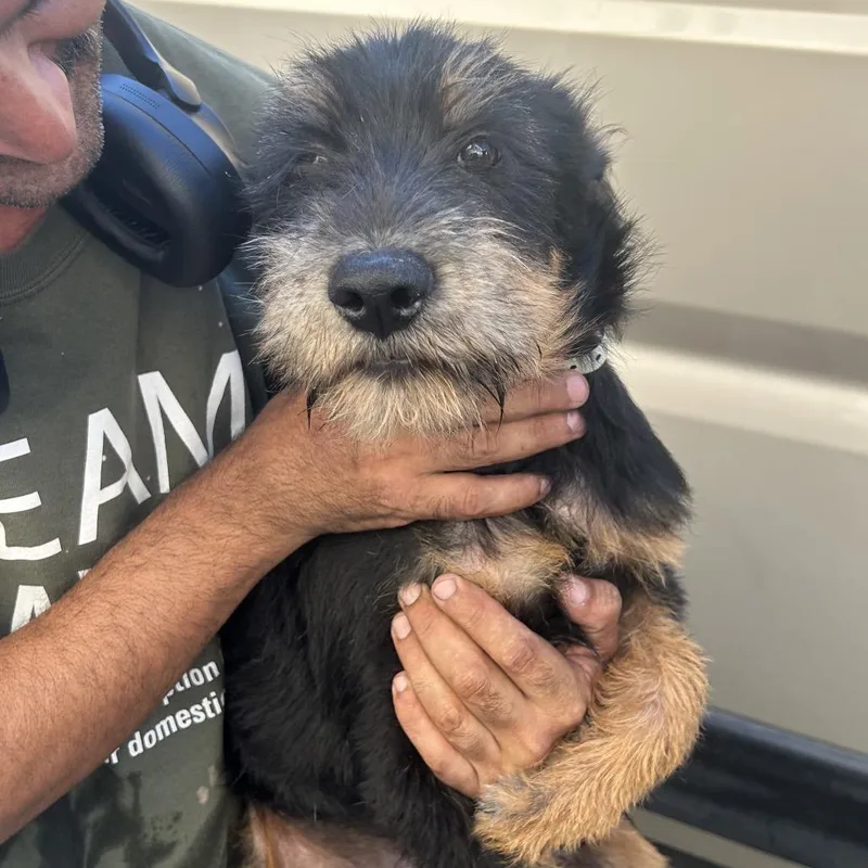 A baby medium-sized male Black Terrier dog named Russell for adoption in Point Richmond, CA