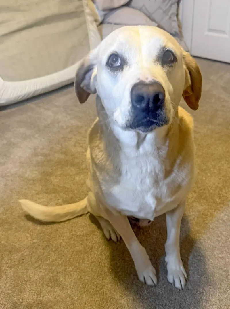Louie Needs A Forever