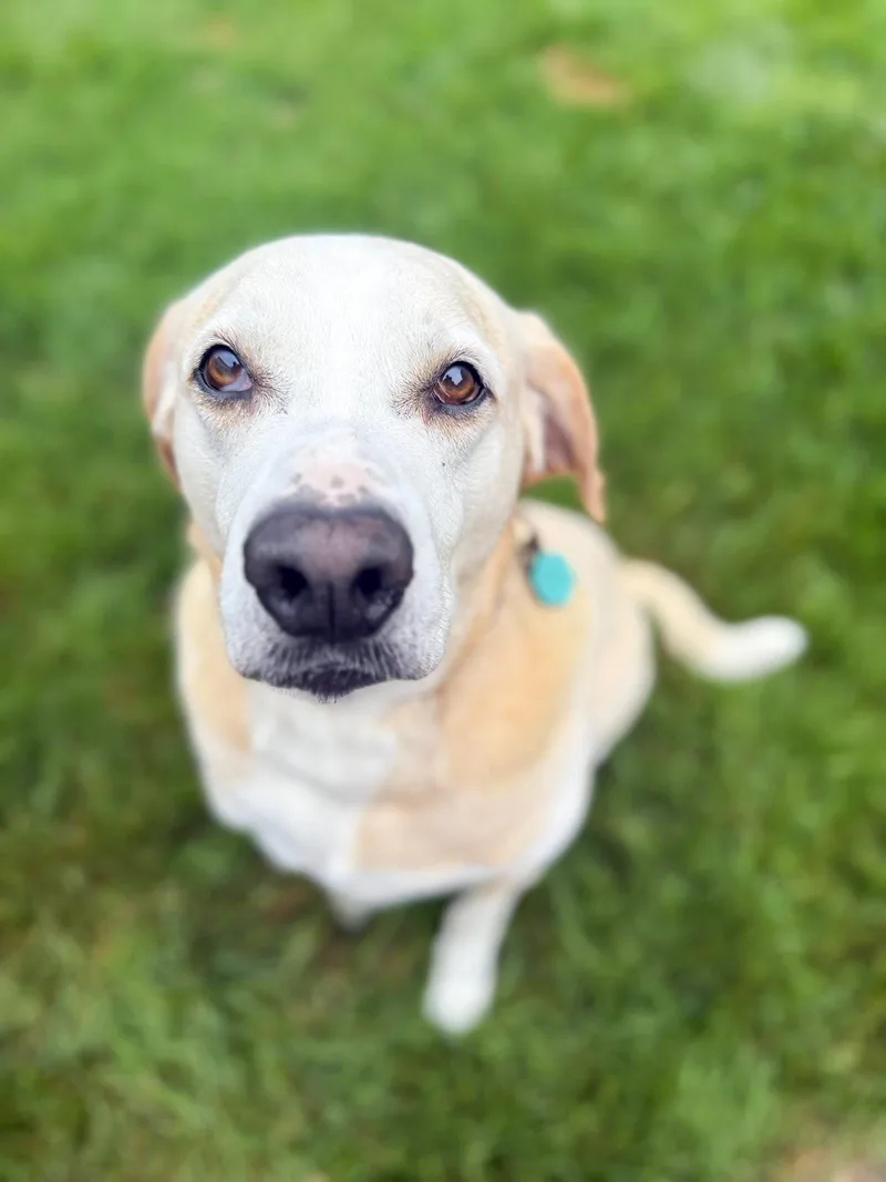 Louie Needs A Forever thumbnail 3