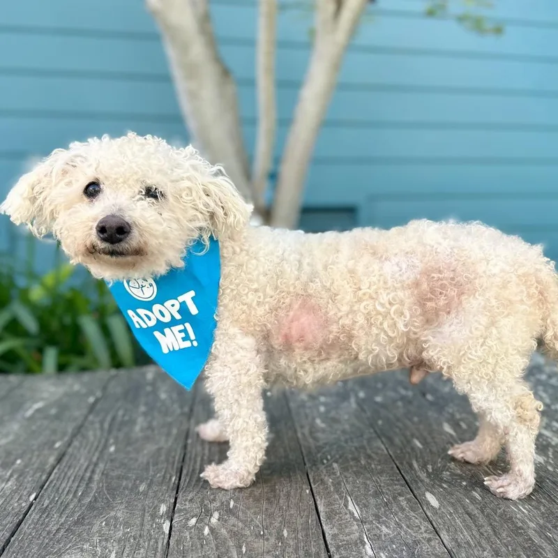 Doodle The Poodle thumbnail 2