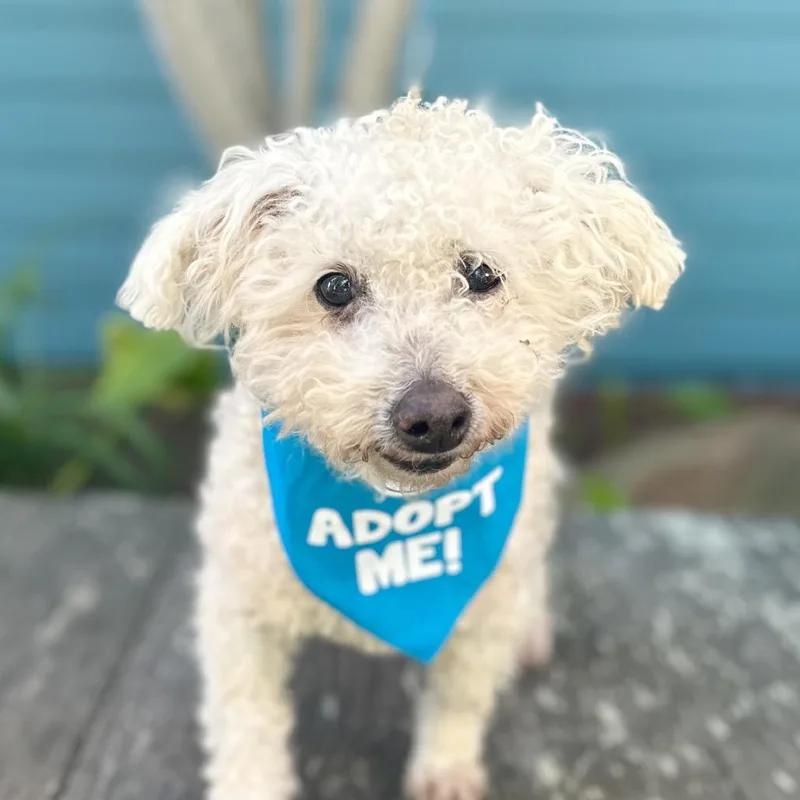 Doodle The Poodle thumbnail 3