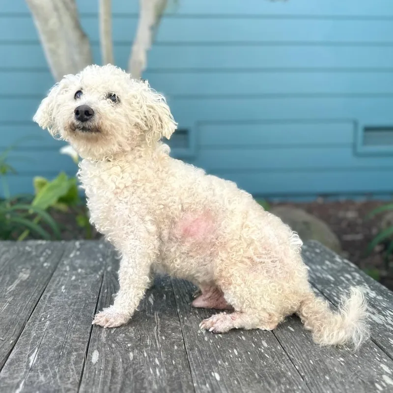 Doodle The Poodle thumbnail 4