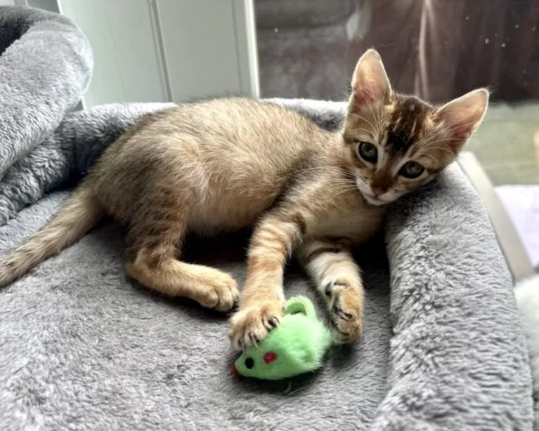 A baby small-sized female Abyssinian cat named Serena for adoption in Santa Cruz, CA
