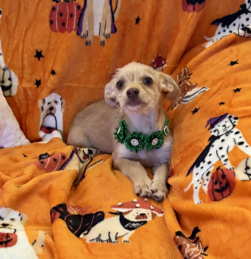 A baby small-sized female Apricot / Beige Terrier dog named Tinker for adoption in Corona, CA