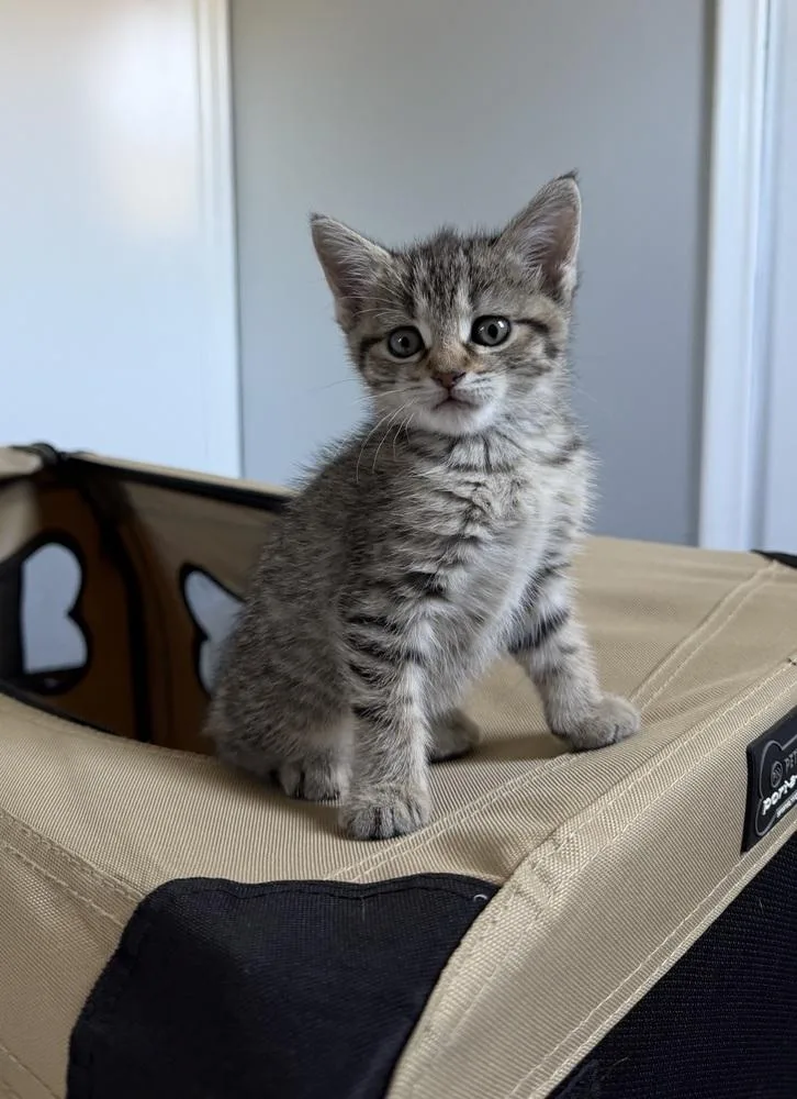 A baby small-sized female Domestic Short Hair cat named Ivy for adoption in Ferndale, MI